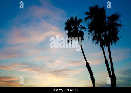 Southern California Palm Trees Silhouetted Against Beautiful Pacific Sunset Colored Sky Stock Photo