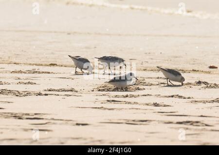 Plover birds on the beach. Little birds ( the size of a sparrow) feed on invertebrates in the surf line and wrack. Stock Photo