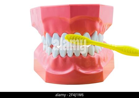 Big tooth model and toothbrush on white background.Saved with clipping path Stock Photo