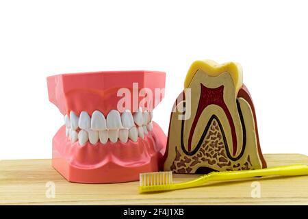 Big tooth model and toothbrush on wooden isolated on white background. Stock Photo