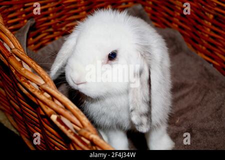 Baby Female Harlequin and White Holland Lop Bunny Rabbit Sitting in Wicker Basket Oryctolagus cuniculus Stock Photo