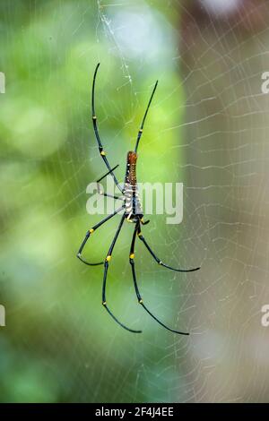 A female giant golden orb weaver (Nephila pilipes) with web in  Sungei Buloh Wetland Reserve Singapore.  Females are large. Stock Photo