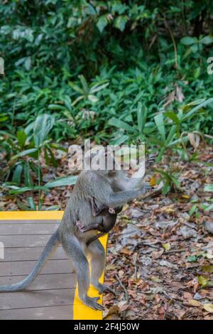 a female crab-eating macaque  with baby is catching a female giant golden orb weaver as food in Sungei Buloh Wetland Reserve Singapore. Stock Photo