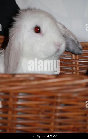 Baby Female Harlequin and White Holland Lop Bunny Rabbit Sitting in Wicker Basket Oryctolagus cuniculus Stock Photo