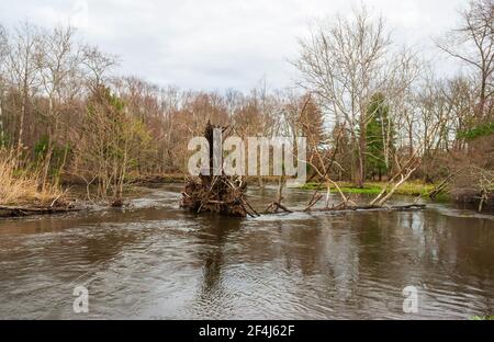 Wind-felled tree jamming the flow of the Blackstone River, at the Blackstone River and Canal Heritage State Park, in Uxbridge, MA, USA Stock Photo