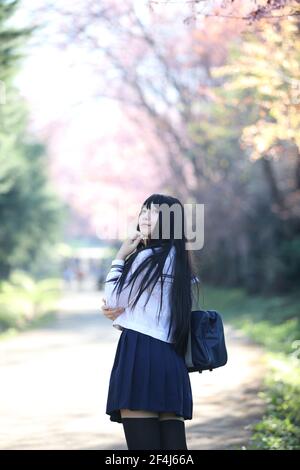 Japanese school girl dress looking sakura flower nature walkway Stock Photo