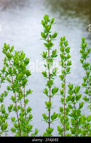 Spring buds of the Blue Honeysuckle (Lonicera caerulea). Blackstone River and Canal Heritage State Park, Uxbridge, MA, USA Stock Photo