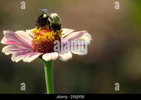 One Bumblebee Pollinating a Pink Zinnia Stock Photo