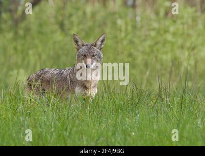 Coyote (Canis latrans), Sacramento County California USA Stock Photo
