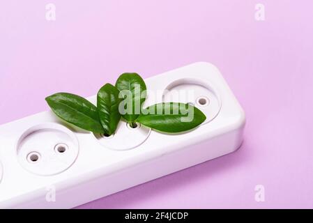 A tree growing from a rosette on a light pink background close-up. Green clean energy, save the world. Stock Photo