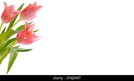 Bouquet of realistic tulips on white background. Composition from buds of pink tulips. Template for invitation card, banner, poster with spring tulips Stock Vector