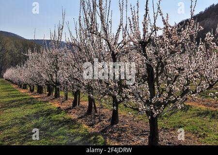 Wachau, apricot trees blooming in spring Stock Photo