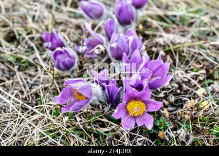 Wildflowers ( Kuhschelle, Küchenschelle ) in spring - European Pasqueflower (Pulsatilla vulgaris) Stock Photo