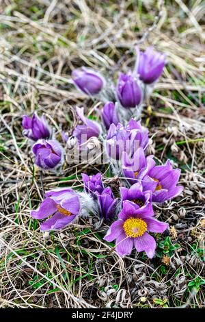 Wildflowers ( Kuhschelle, Küchenschelle ) in spring - European Pasqueflower (Pulsatilla vulgaris) Stock Photo