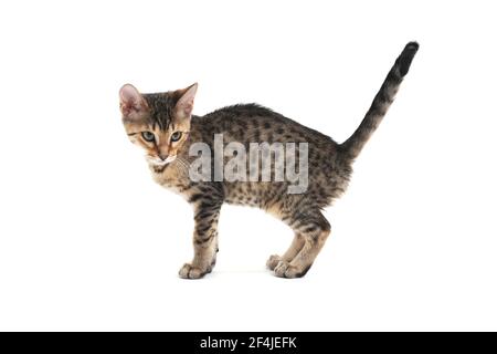 A striped purebred smooth-haired cat stands on a white background Stock Photo