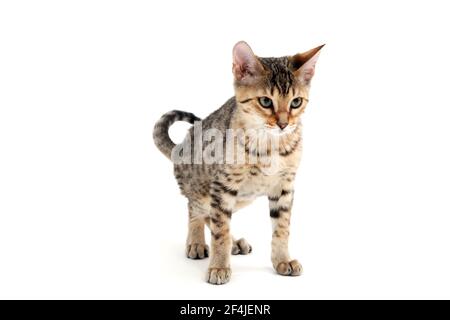 A striped purebred smooth-haired cat stands on a white background Stock Photo