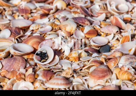 The surface of the Mediterranean beach is covered with seashells. Stock Photo
