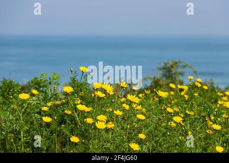 Dunes covered with green grass and yellow flowers against the background of the sea and sky Stock Photo