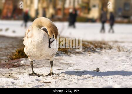 animal, animal wildpark, animals, ban, caution, deer park, enclosure, feed, feeding prohibited, fence, forbidden, german, german language, germany, in Stock Photo