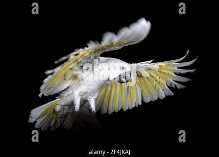 White cockatoo in front of black background Stock Photo