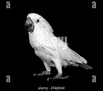 White cockatoo in front of black background Stock Photo