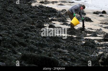 File photo dated 24/2/2019 of a man gathering seaweed in Dublin Bay during low tide. Conservation groups have welcomed a new guide to help with the development of Scotland's 'exciting' seaweed farming sector. Issue date: Monday March 22, 2021. Stock Photo