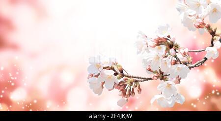 Magical scene with sakura flowers. Beautiful nature spring background. Horizontal banner with branch of sakura with white flowers. Copy space for text Stock Photo