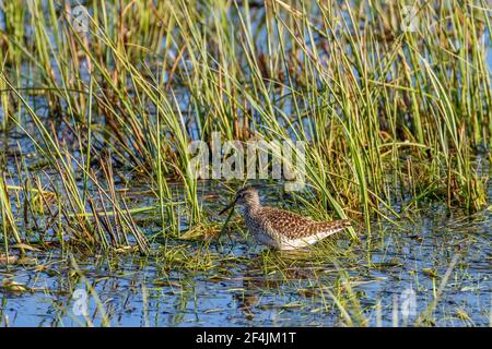 Wood Sandpiper walking among the grass straws in the water Stock Photo