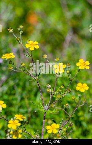 Tormentil or Potentilla erecta. Wild plants background. Stock Photo