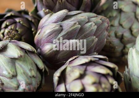 Beautiful Globe Artichokes (Cynara cardunculus var. scolymus), also known by the names French artichoke and green artichoke, in colors of green and pu Stock Photo