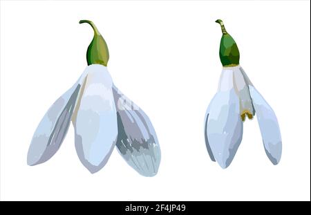 Lily of the valley, snowdrop. The flower is isolated on a white background. Primrose. Spring flowers Stock Vector