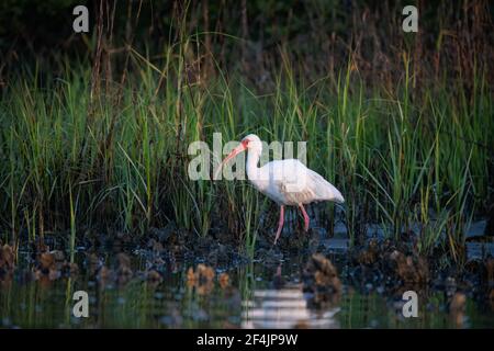 White Ibis searching for food in the salt marsh at sunrise. Stock Photo