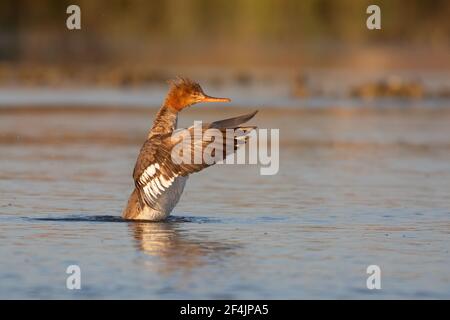 Red-breasted merganser upright in the water with wings outstretched. Stock Photo