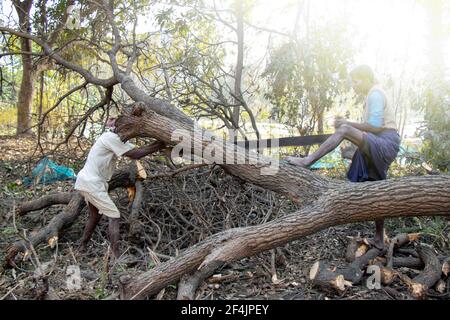 labors cutting the trees sawing chain saw in motion, bring down trees concept Begusarai, Bihar, India, 20-01-2021 Stock Photo