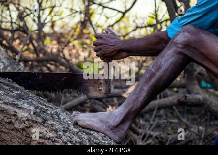 Close-up of woodcutter sawing chain saw in motion, bring down trees concept Stock Photo