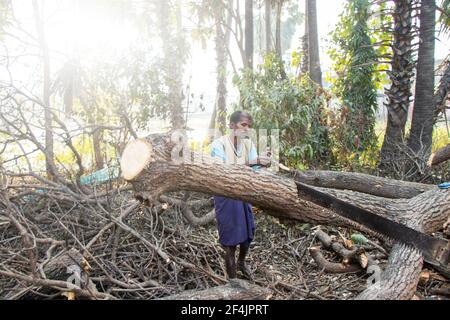 labors cutting the trees sawing chain saw in motion, bring down trees concept Begusarai, Bihar, India, 20-01-2021 Stock Photo