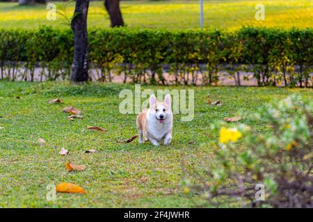 Happy Welsh Corgi dog playing at the park in summer time Stock Photo