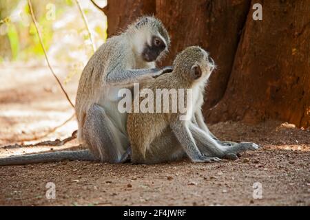 Vervet Monkeys Cercopithecus aethiops grooming 10773 Stock Photo