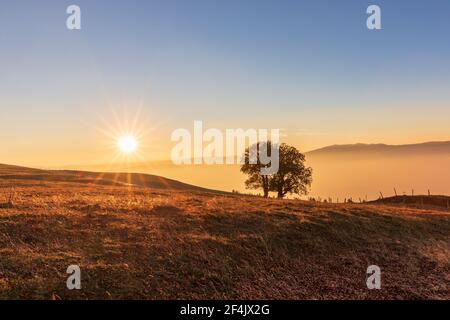 A tree at sunset on Mont Salève, Haute-Savoie, France Stock Photo