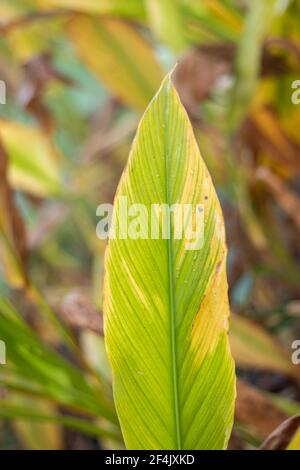 Turmeric Farm, Turmeric is a flowering plant, Curcuma longa of the ginger family Stock Photo