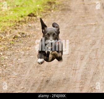 An awesome, cute little black half breed puppy running and jumping along the way Stock Photo