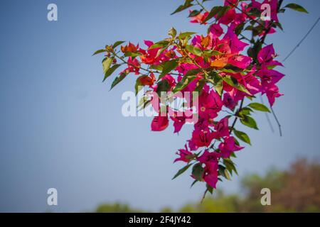 Beautiful Bougainvillea Glabra flowers with a clear blue sky Stock Photo