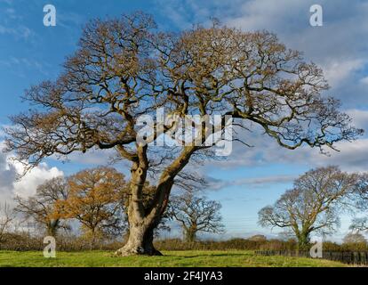 Old Pedunculate (English) Oak Tree - Quercus robur, in field, North Somerset Stock Photo