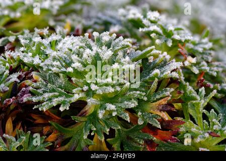 Frost on Saxafrage leaves, Christmas Day Stock Photo