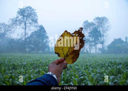 dry leaf in hand against farmland and sky with blur background Stock Photo