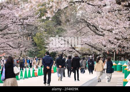 Tokyo, Japan. 22nd Mar, 2021. People stroll under cherry blossoms at the Ueno park in Tokyo on Monday, March 22, 2021. Cherry trees started blooming at Tokyo area last week which heralds the coming of spring. Credit: Yoshio Tsunoda/AFLO/Alamy Live News Stock Photo