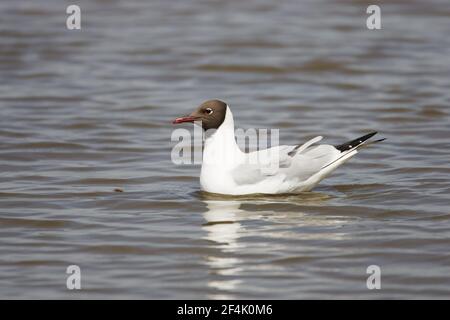Black Headed Gull(Larus ridibundus) Minsmere, Suffolk, UK BI002957 Stock Photo
