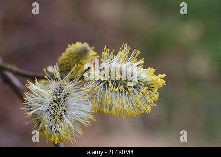 Goat willow tree, salix caprea, the male catkins with pollen close up in early spring Stock Photo
