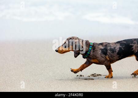 Photo of dachshund puppy knowns as badger dog walking by sand beach. Funny dog run along sea surf. Actions, training games with family pets Stock Photo