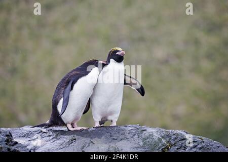 Macaroni Penguin - Pair Eudyptes chrysolophus Royal Bay South Georgia BI007836 Stock Photo